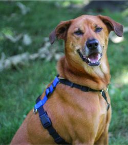 Best harness sales for fearful dog